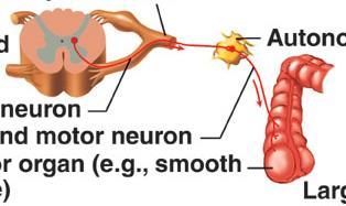 Droga motoryczna autonomiczna (odśrodkowa, eferentna) rdzeń kręgowy zwój autonomiczny