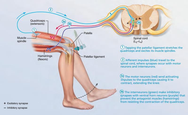 1) Uderzenie w więzadło rzepki pobudza wrzecionka w mięśniu czworogłowym 2) Włókna aferentne (niebieskie) w rdzeniu kręgowym tworzą synapsy z motoneuronami i interneuronami 3a) Motoneuron (czerwony)