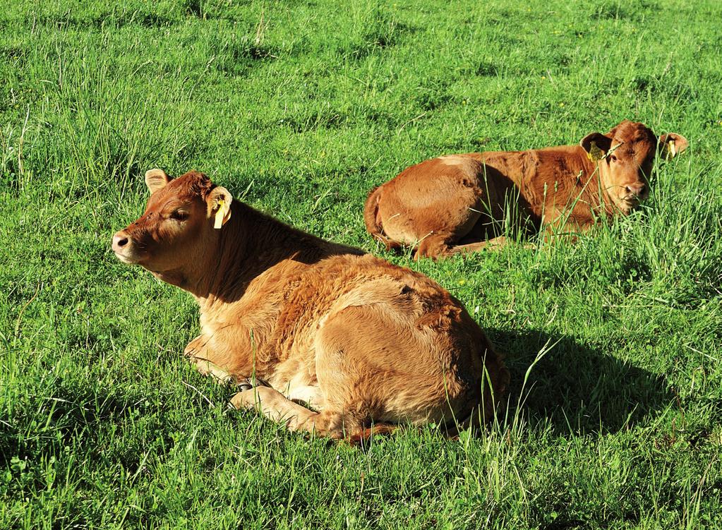 In the observations factors such as milk fat percentage, protein percentage, fat to milk ratio, and lactose were used.