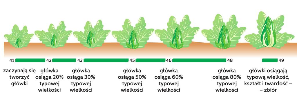 odporności kapusty pekińskiej na stresy ROZWÓJ GŁÓWKI KAPUSTY grad i inne uszkodzenia mechaniczne Stymulatory i aktywatory zalecane w okresie BBCH 41 49 typowej typowej Intensyfikacja fotosyntezy