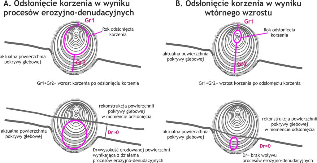 Ryc. 77. Schemat odsłonięcia korzenia w wyniku procesów erozyjno-denudacyjnych (A) oraz odsłonięcia korzenia w wyniku wzrostu wtórnego (B).