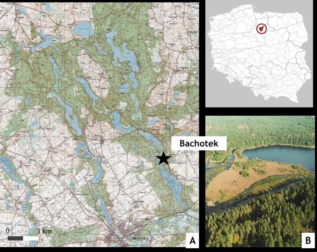 8.8. Stanowisko Bachotek W obrębie Pojezierza Brodnickiego na podstawie inwentaryzacji szlaków turystycznych i uwzględnieniu kryteriów wytypowano stanowisko do badań wpływu denudacji antropogenicznej