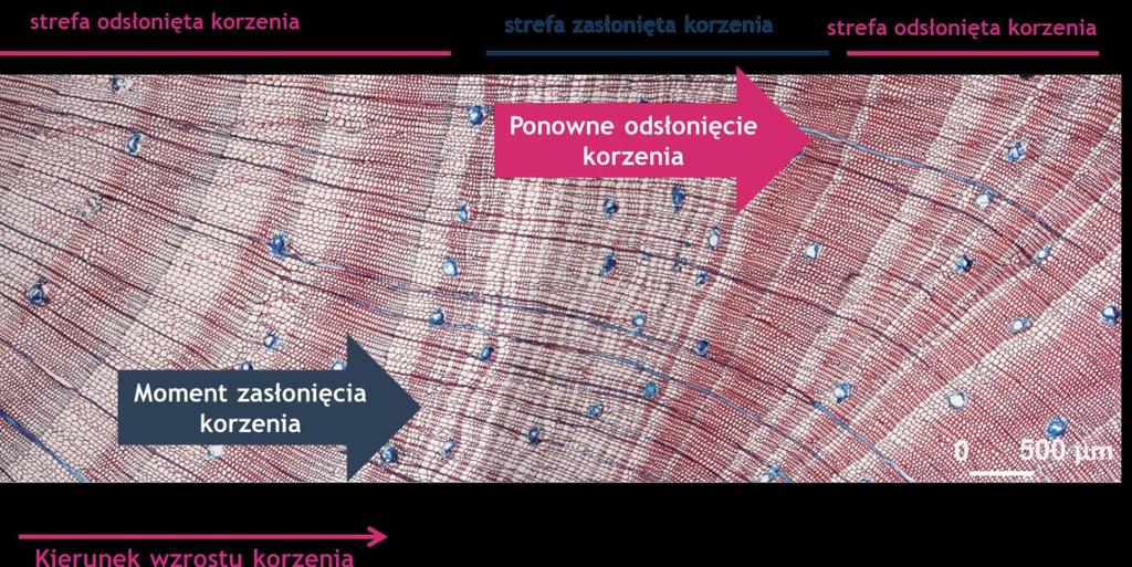 Spośród badanych korzeni rozpoznano również zapisy świadczące o ich wtórnym zasypywaniu (Ryc.29).