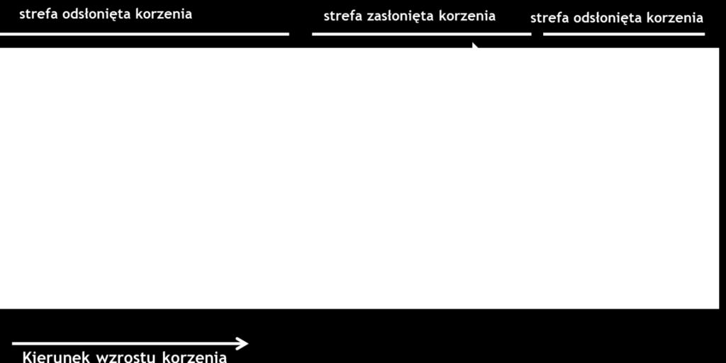 Zmiana wielkości drewna wczesnego (DW) i szerokości przyrostów rocznych (TRW) korzenia sosny zwyczajnej (Pinus sylvestris L.