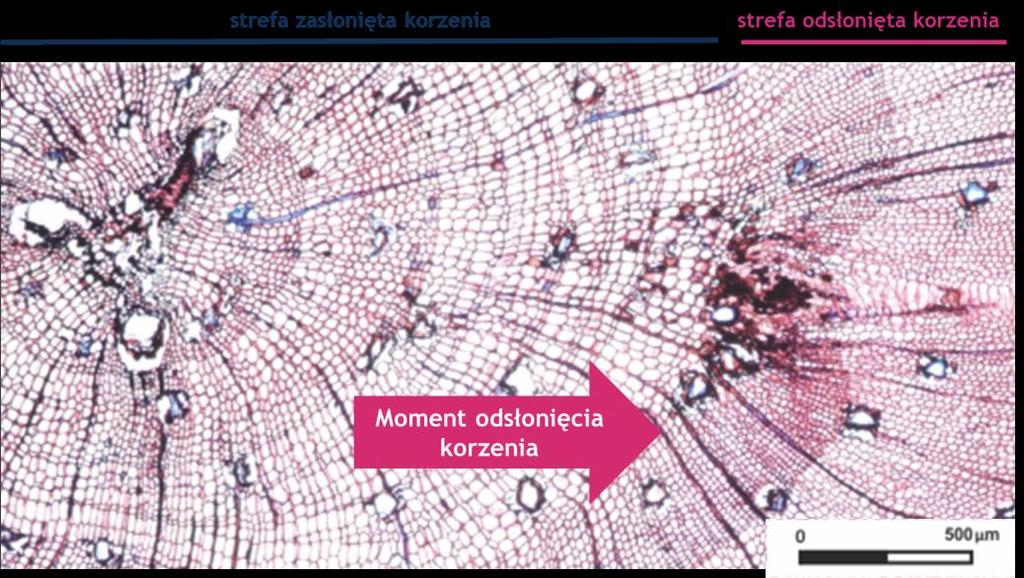 Należy wskazać, iż jedynie co piąty korzeń ze stanowiska Bachotek został odsłonięty w wyniku procesu erozyjnego.