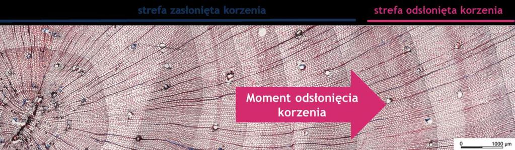 wzrost zawartości drewna późnego w przyrostach rocznych korzeni sosny zwyczajnej ze stanowiska Bachotek był zapisem powolnego odsłaniania korzeni, który dominował w obszarze badań (Ryc. 39).