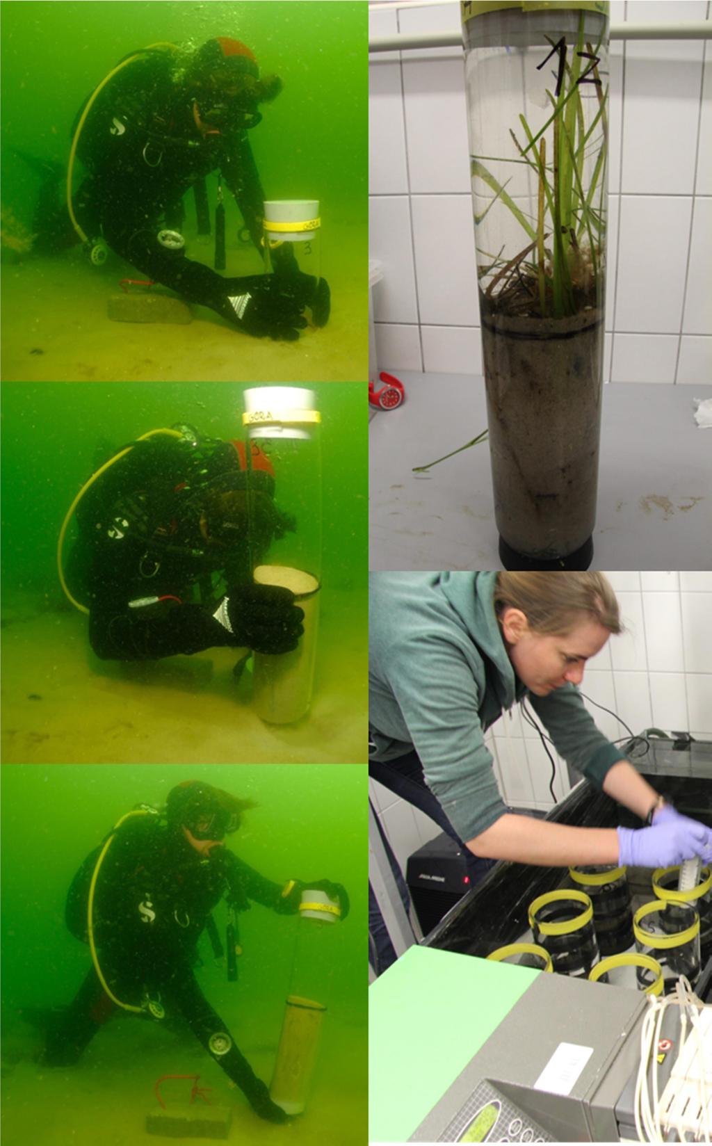 Ryc. 6. Zbiór prób i doświadczenia laboratoryjne prowadzone w ramach projektu BONUS EEIG COCOA (fot.