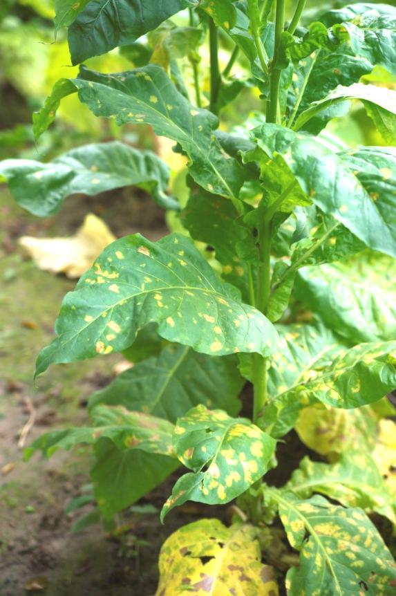 Mączniak rzekomy stanowi bardzo duże zagrożenie plantacji tytoniu w wielu krajach. W Polsce pojawił się po raz pierwszy w 1960 r.