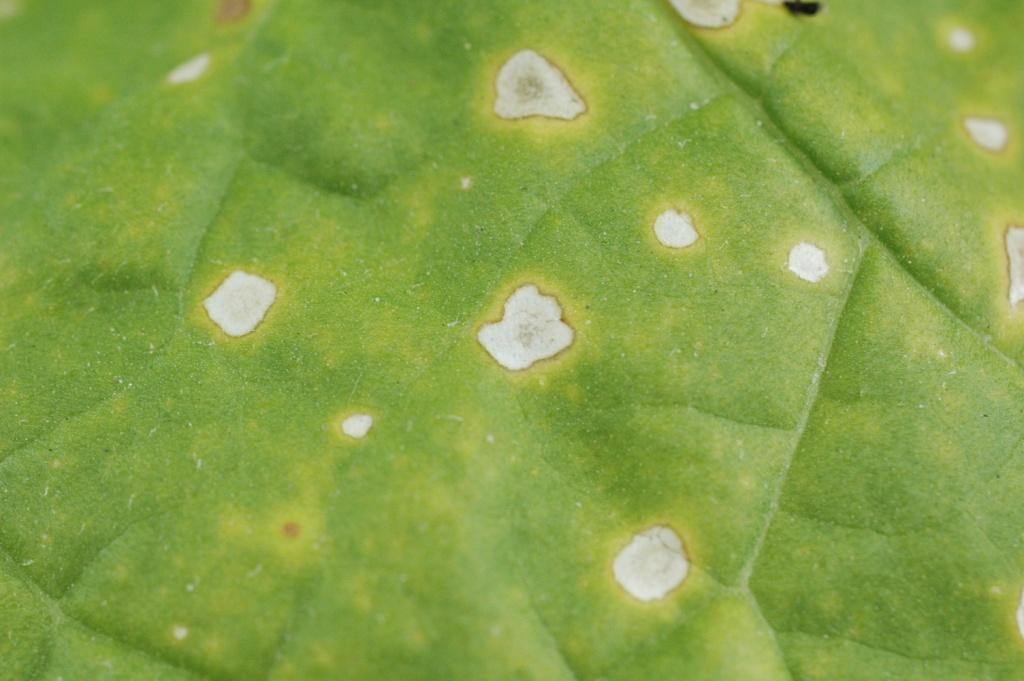 Białe plamy z ciemną obwódką i ciemnym punktem pośrodku, zwane żabimi oczkami, jako typowe symptomy porażenia liścia tytoniu przez Cercospora nicotianae W sprzyjających warunkach plamy powodowane