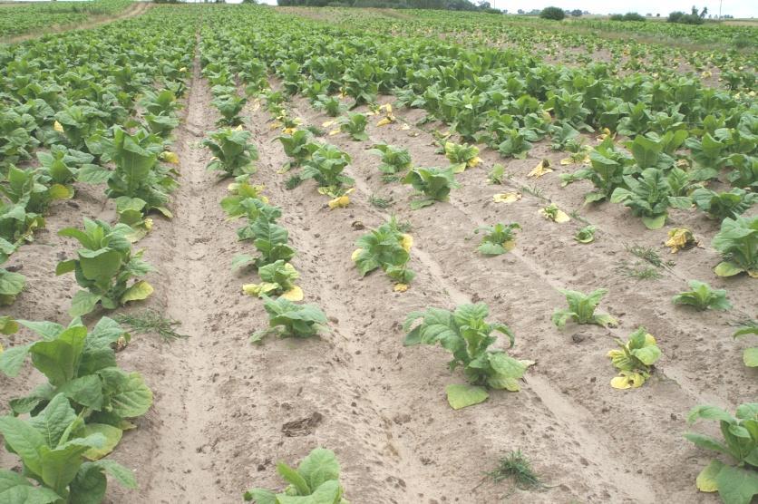 Znaczenie gospodarcze. Przy zachowaniu odpowiednich warunków fitosanitarnych Botrytis cinerea powoduje niewielkie straty w rozsadnikach, natomiast dojść duże szkody wyrządza na plantacjach.