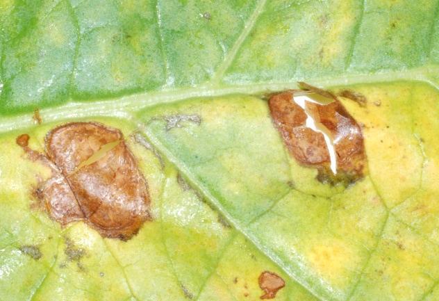 Rhizoctonia solani Znaczenie gospodarcze. Infekcja powodowana przez Rhizoctonia solani obserwowana jest w Polsce coraz częściej.