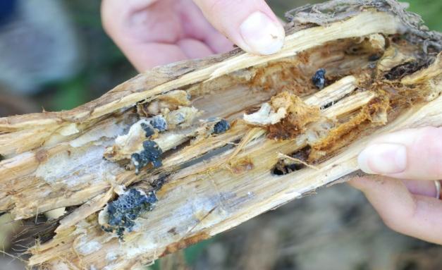 Brunatno-czarne zabarwienie sklerocji oraz ich zróżnicowany kształt Sclerotinia sclerotiorum przenika również do wnętrza torebki nasiennej porażając i uszkadzając dojrzewające nasiona Znaczenie