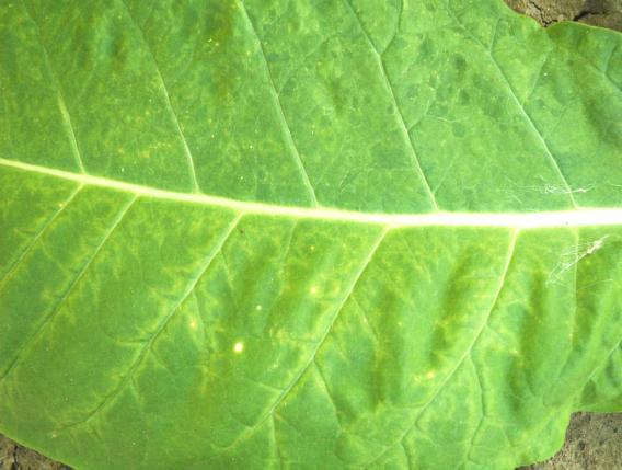 4.1.3.4. Mozaika ogórka CMV (Cucumber mosaic virus) Objawy i epidemiologia.