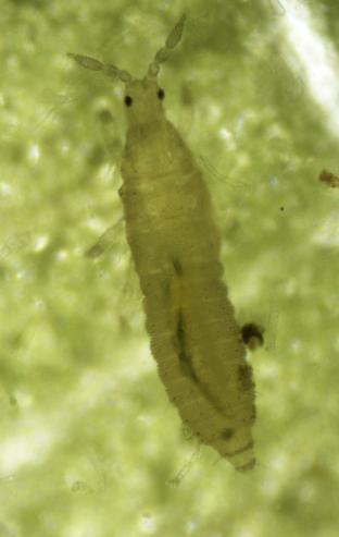 5.1.1. Wciornastek tytoniowiec (Thrips tabaci) Opis szkodnika. Wciornastek tytoniowiec należący do przylżeńców (Thysanoptera) jest szkodnikiem o podstawowym znaczeniu w uprawie tytoniu.