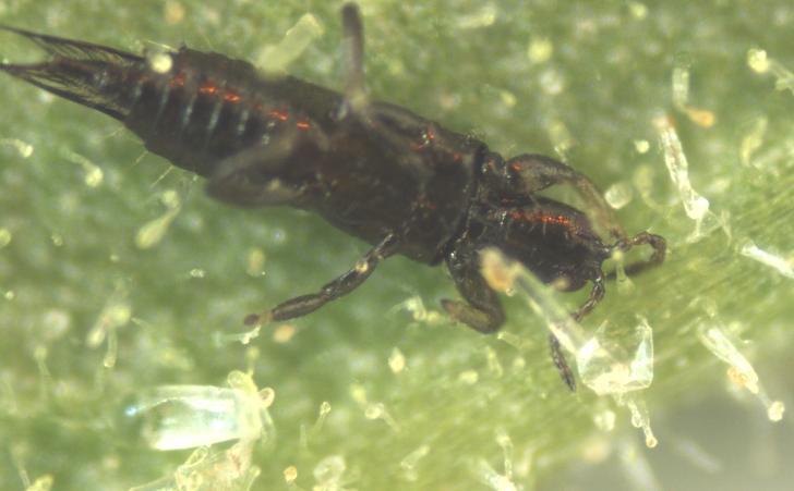 Wciornastek tytoniowiec jest wektorem groźnej choroby wirusowej w Polsce brązowej plamistości pomidora (TSWV- Tomato Spotted Wilt Virus).