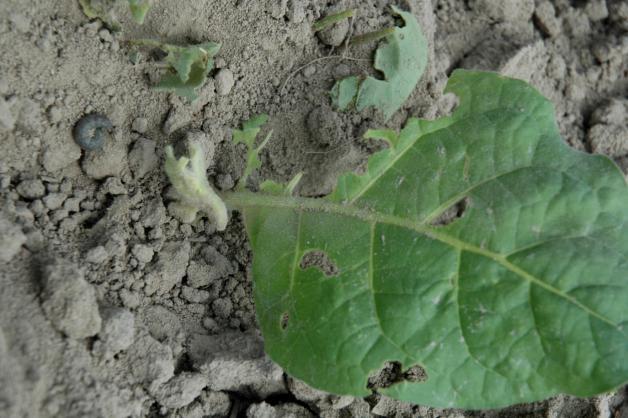 Na plantacjach tytoniowych występują najczęściej trzy gatunki: rolnica zbożówka (Agrotis segetum Schiff.),