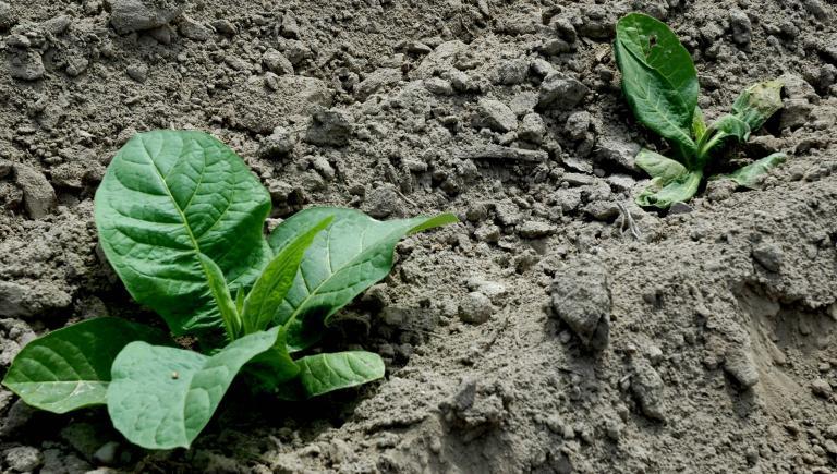 Uszkodzenia młodych roślin tytoniu na plantacji spowodowane żerowaniem larw rolnic Znaczenie gospodarcze. Rolnice występują powszechnie na terenie całego kraju.