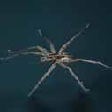 zielenice, okrzemki), zooplankton (pierwotniaki, skorupiaki,