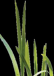 zanieczyszczenia