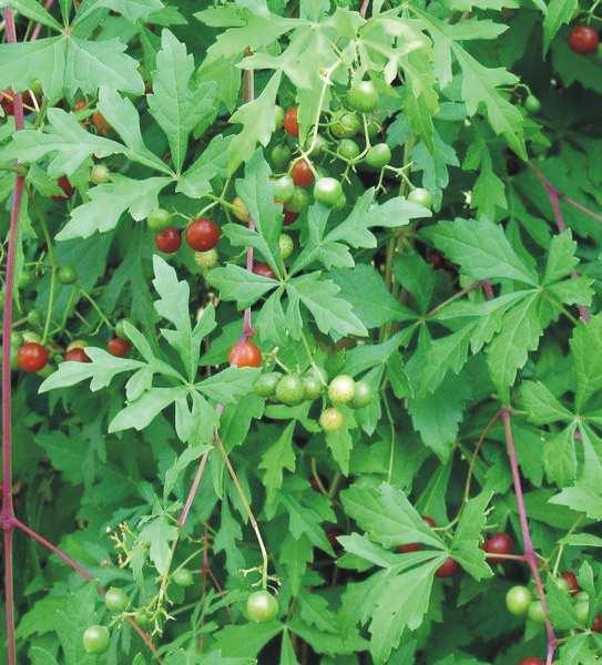 Od strony północnej na ścianie budynku sali tanecznej proponuje się nasadzenie winobluszczu zaroślowego (Parthenocissus vitacea) ma