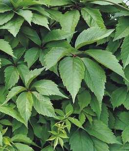 oraz hortensji pnącej (Hydrangea anomala subsp.
