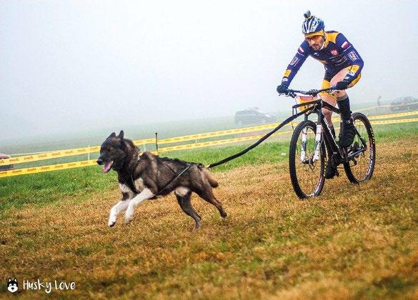 Fish4Dogs wiedzie na wyżyny psich sportowców!