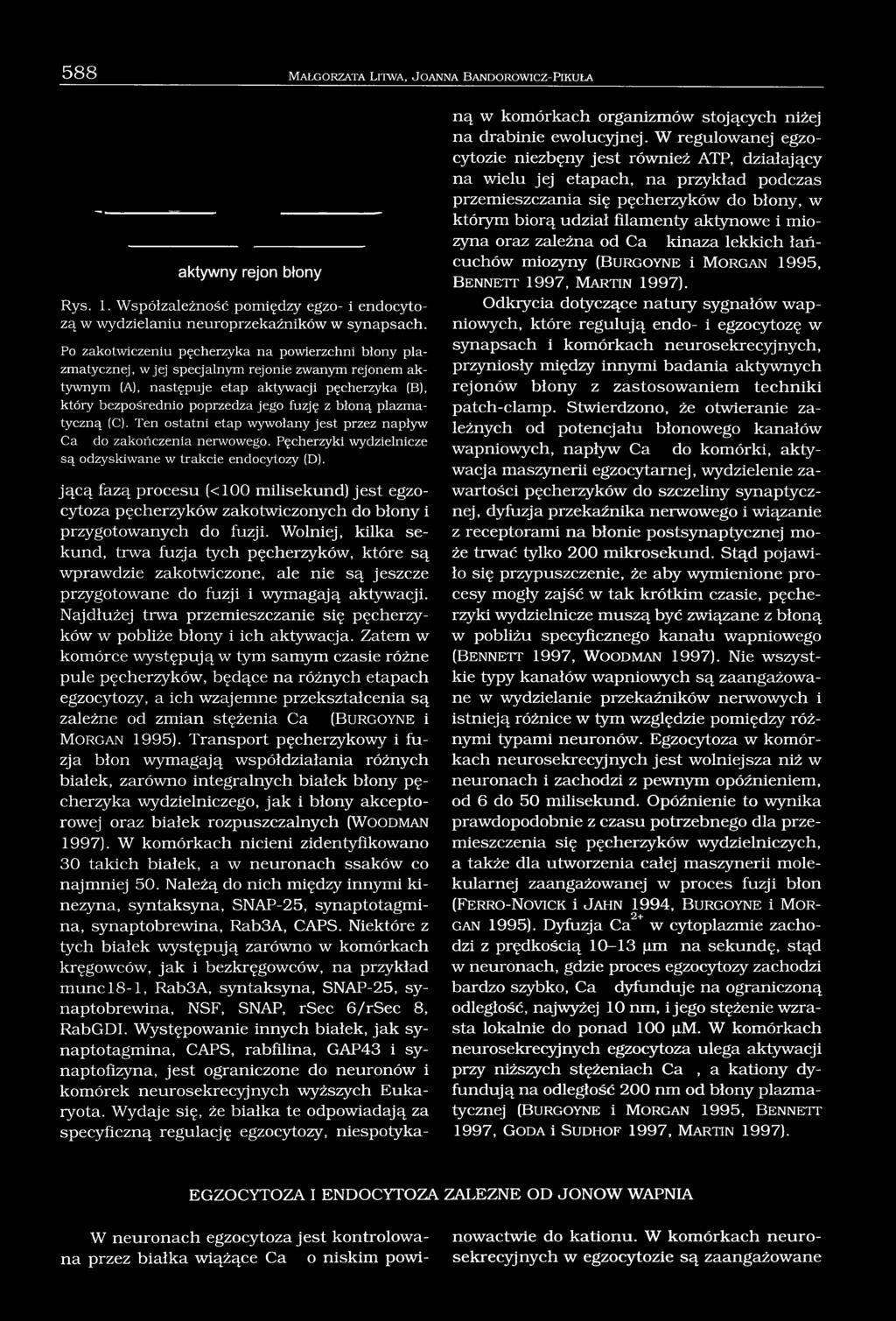 z błoną plazma- tyczną (C). Ten ostatni etap wywołany jest przez napływ Ca do zakończenia nerwowego. Pęcherzyki wydzielnicze są odzyskiwane w trakcie endocytozy (D).