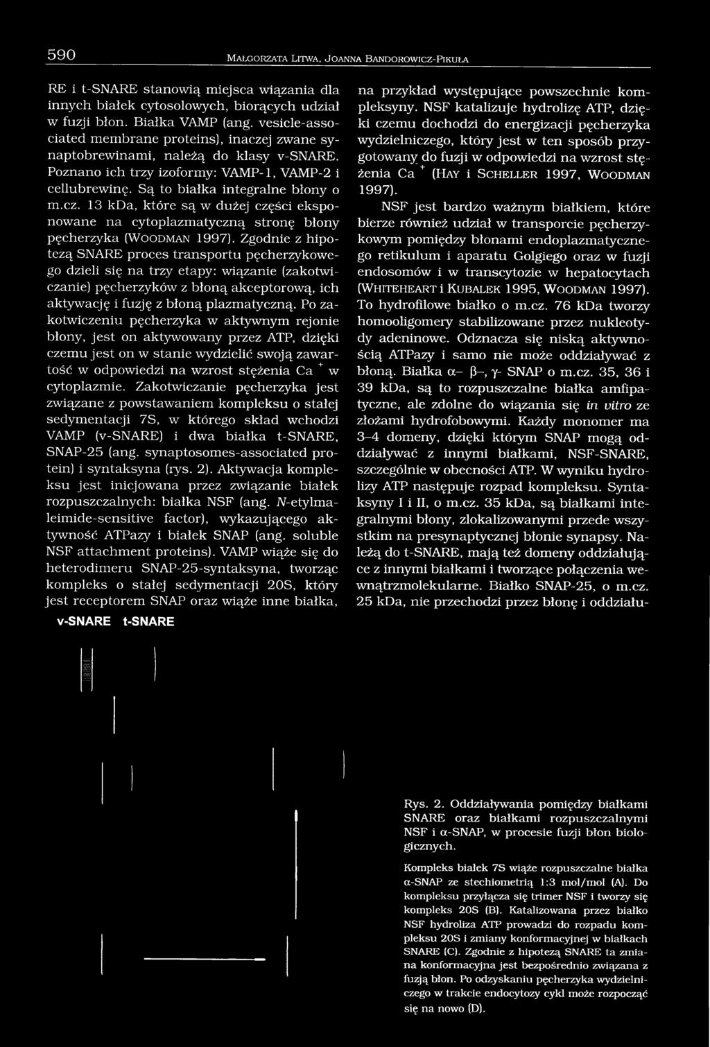 j zwane synaptobrewinami, należą do klasy v-snare. Poznano ich trzy izoformy: VAMP-1, VAMP-2 i cellubrewinę. Są to białka integralne błony o m.cz.