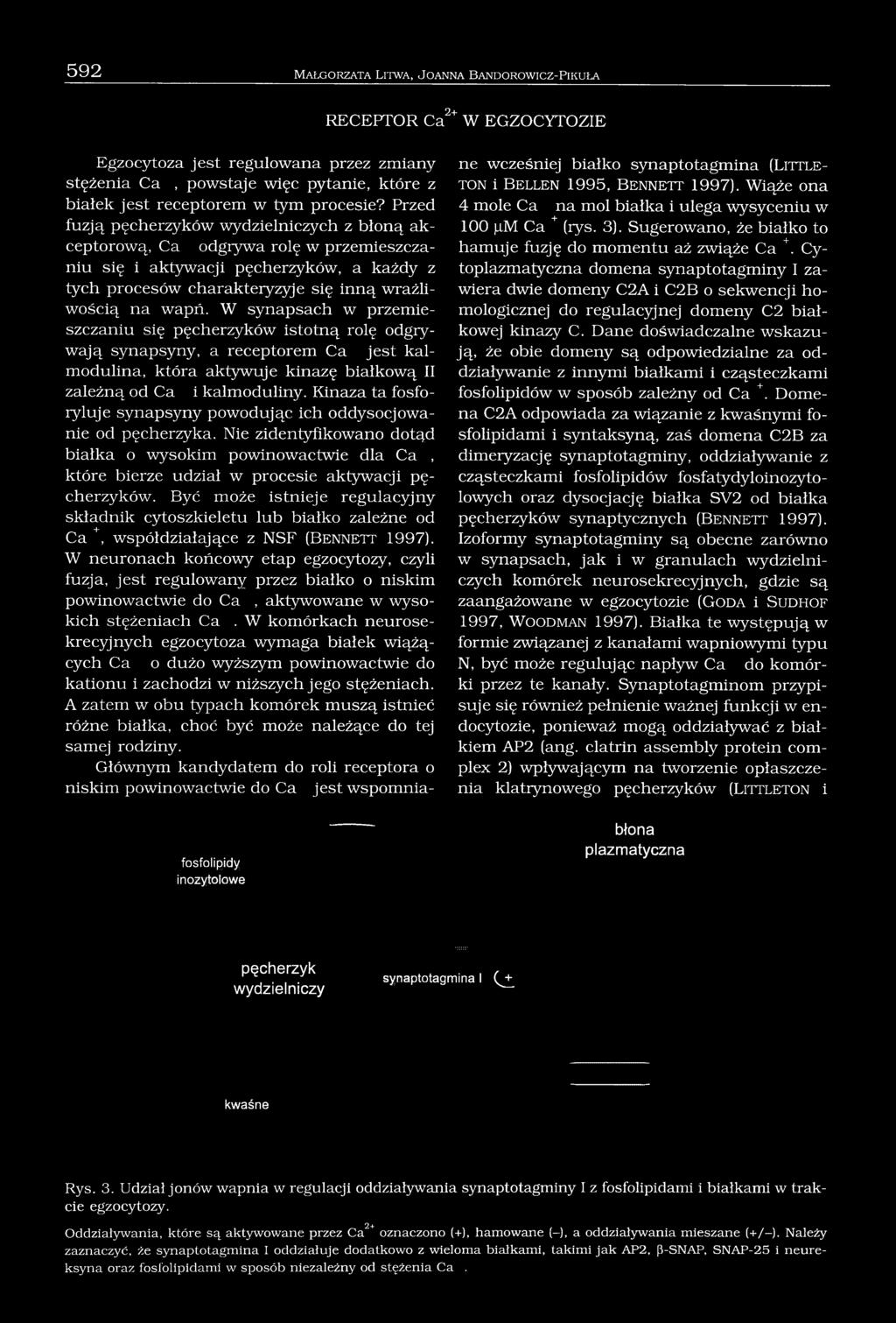 Przed fuzją pęcherzyków wydzielniczych z błoną akceptorową, Ca odgrywa rolę w przemieszczaniu się i aktywacji pęcherzyków, a każdy z tych procesów charakteryzyje się inną wrażliwością na wapń.