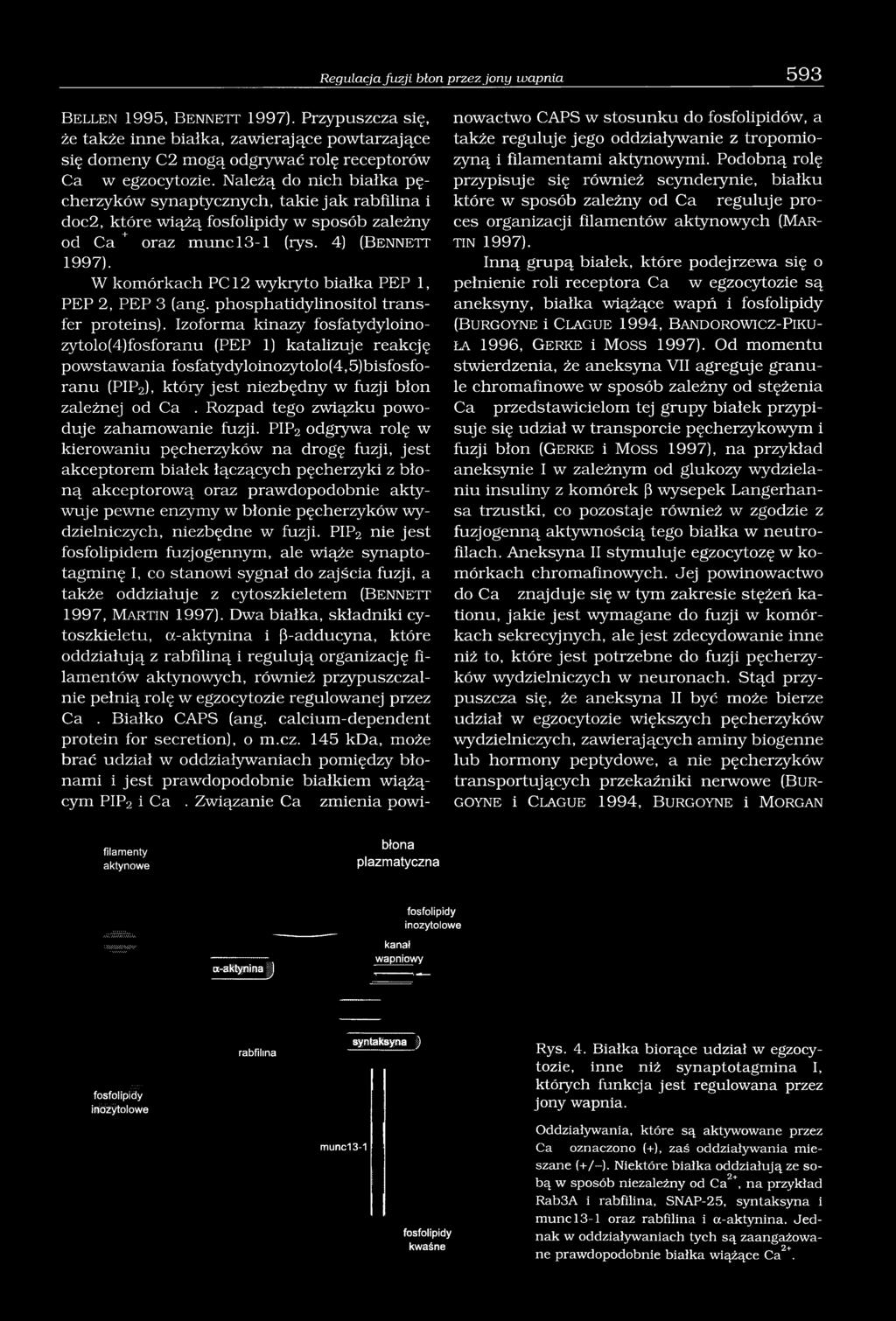4) (B e n n e t t W komórkach PC 12 wykryto białka PEP 1, PEP 2, PEP 3 (ang. phosphatidylinositol transfer proteins).
