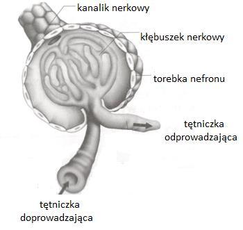 22. 4 pkt. C. Dzięki zróżnicowanej średnicy tętniczek, krew przepływa przez kłębuszek nerkowy pod większym ciśnieniem, co ułatwia filtrację.