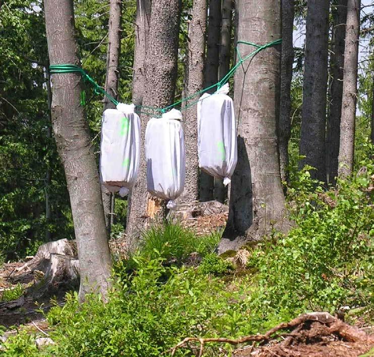 8 W. Grodzki, M. Kosibowicz / Leśne Prace Badawcze, 2015, Vol. 76(1): 5 17 tion (500 g/5 l of water). Other two tree traps were dusted with Boverol dry formulation.