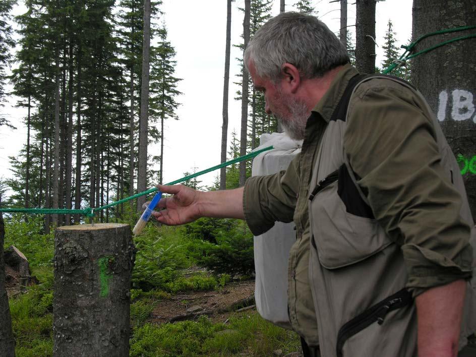 insects and their developmental stages were assessed. In the years 2012 and 2013, the infection of I. typographus beetles by B. bassiana spores was evaluated under semi-natural conditions.