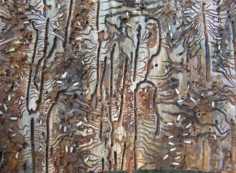 10 W. Grodzki, M. Kosibowicz / Leśne Prace Badawcze, 2015, Vol. 76(1): 5 17 Figure 1. Mean infestation density of spruce stem sections in the subcomp.