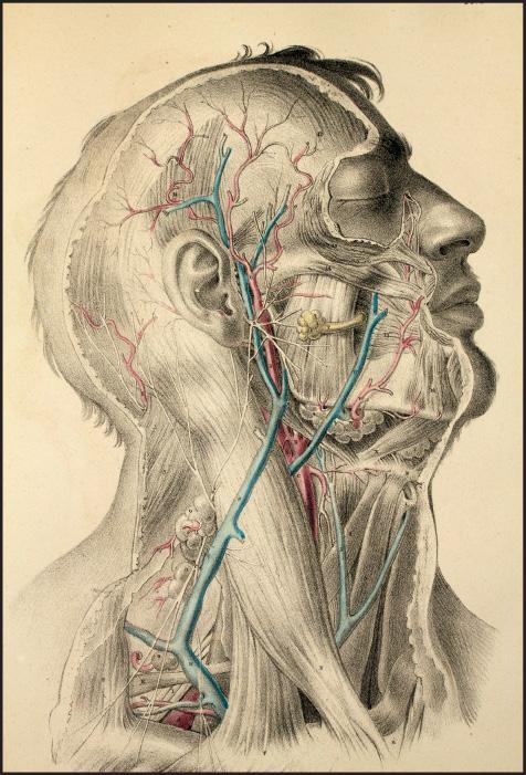 viii Wprowadzenie Rozdział 3, Policzek Maclise J. Surgical Anatomy. Philadelphia: Blanchard & Lea, 1859.