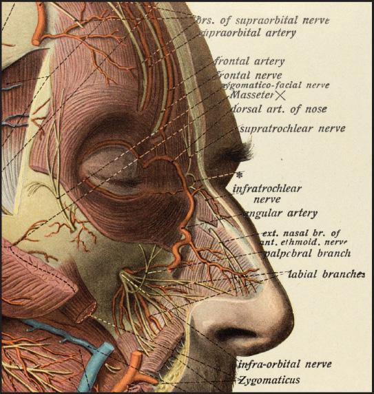 Maclise odebrał wykształcenie jak klasyczny artysta, zarówno jako chirurg, jak i anatom; każda rycina w jego książce ilustruje jego pragnienie pokazania związku między formą powierzchni a znajdującą