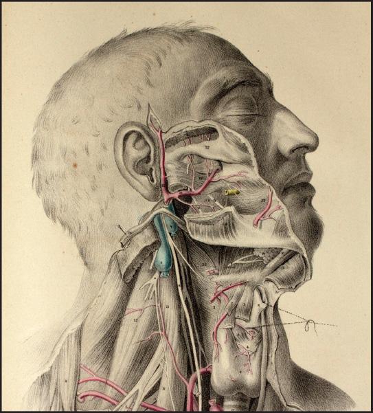 Fritz Frohse, lepiej pamiętany za swą pracę nad przebiegiem nerwu promieniowego, przedstawia tu wzór nerwu rozgałęziającego się w okolicy skroniowej i powiązanie z gałęzią czołową tętnicy twarzowej.