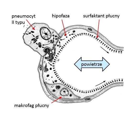 6. Wpływ nanocząstek tlenków metali na właściwości powierzchniowe wieloskładnikowej modelowej błony biologicznej Przykładem wieloskładnikowej błony biologicznej jest surfaktant płucny.