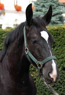 ogierek BARYT nr kat. 5 nr paszportu 616 008 67 00480 18 Data ur. 07.04.2018r. Maść zasadnicza: kara Wym.