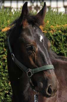 ogierek NIEMEN nr kat. 6 nr paszportu 616 008 67 00478 18 Data ur. 15.05.2018r. Maść zasadnicza: kara Wym.