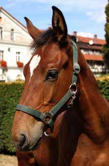 ogierek LIRYK nr kat. 8 nr paszportu 616 008 67 00475 18 Data ur. 25.02.2018r. Maść zasadnicza: gn. Wym. 143-150-19,5 Liryk to syn og.