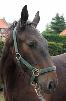 klaczka AZALIA nr kat. 1 nr paszportu 616 008 67 00473 18 Data ur. 26.02.2018r. Maść zasadnicza: c.gniada Wym.