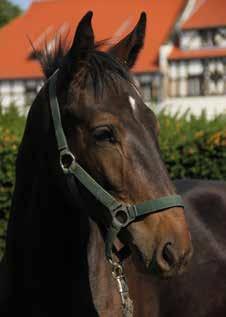 ogierek REWIR nr kat. 2 nr paszportu 616 008 67 00471 18 Data ur. 21.02.2018r. Maść zasadnicza: c.gniada Wym.