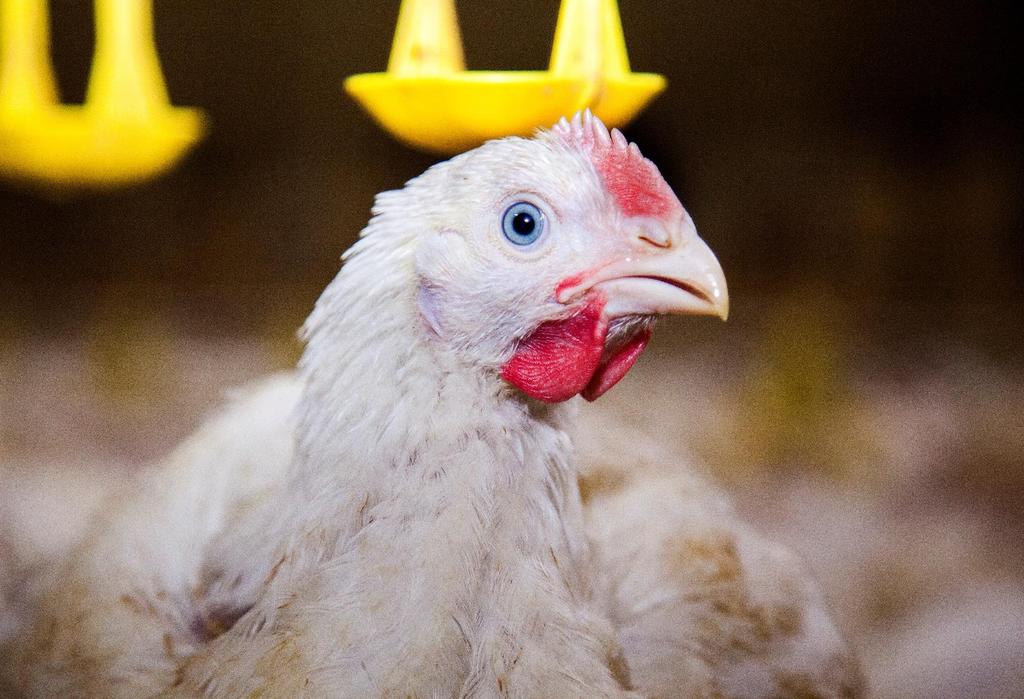 Dziękuję
