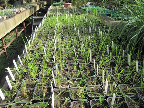 Materiał roślinny obiekty z Kolekcji II. Temat badawczy 4 ph podłoża We wrześniu 2016 dla każdego ekotypu i odmian wzorcowych zostały pobrane sadzonki.