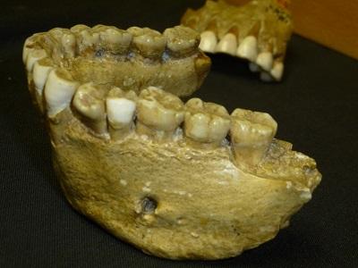 Szczęka młodego (prawdopodobnie 6-7 letniego) neandertalczyka, pokazująca mleczne zęby i trzy stałe zęby, które