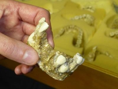 Neandertalczycy nie żyli zbyt długo: 40-letni osobnik znajdował się na krańcu rozrzutu: Niestety, niektóre żuchwy