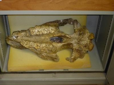 Najwyraźniej zabijali także ptaki, bo znajduje się całe szkielety ptasie obok kości neandertalczyków.