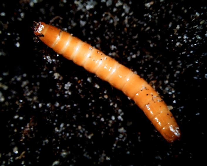 Wylęgające się po około 5 tygodniach larwy odżywiają się początkowo substancją próchniczą, następnie żerują na roślinach uprawnych.