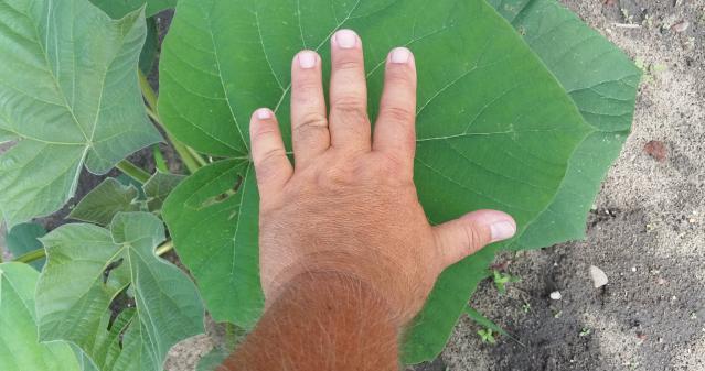 biomasy.